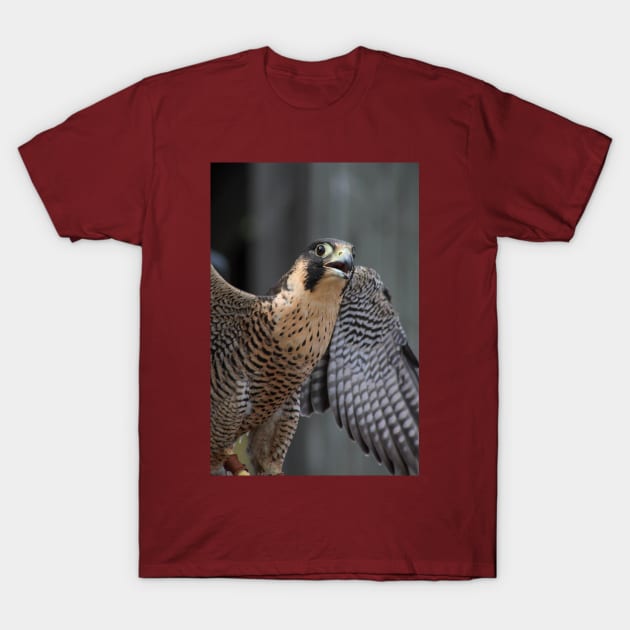 Peregrine Falcon T-Shirt by Rob Johnson Photography